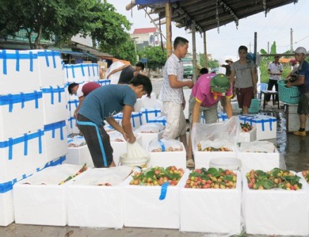 Provinz Bac Giang konzentriert sich auf Handelsförderung der Litschi - ảnh 1
